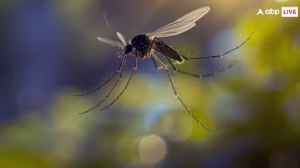 बारिश के मौसम में मच्छरों से कैसे करें अपनी रक्षा, इन तरीकों से रोक पाएंगे मच्छरों की ब्रीडिंग