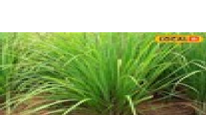 कैंसर के सेल्स तक को ठीक करता है यह पत्ता, विटामिन-C का है पावरहाउस, जानें इसके फायदे