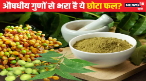 कुदरत का वरदान है ये औषधीय पौधा, पत्तियों से ज्यादा पावरफुल हैं इसके फल, नियमित यूज से सेहत को होंगे 5 बड़े लाभ