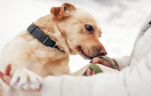 इंसान के तनाव को महसूस कर सकते हैं कुत्ते, वैज्ञानिकों ने नए शोध में किया दावा