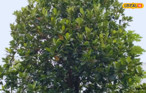 औषधीय गुणों की खान है ये बड़ा फल, वेट लॉस - थायराइड जैसी कई बीमारियों में कारगर