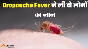 मच्छर-मक्खी के काटने से होता है Oropouche fever, जो बना ब्राजील में दो लोगों की मौत का कारण