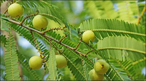 सुबह खाली पेट आंवला के पत्ते चबाने से निकल जाएगी शरीर में जमा सारी गंदगी, इन बीमारियों में होगा फायदा